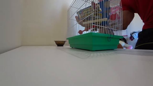 Лимончик. Он же Лимон, он же новый житель 😁 смотреть онлайн