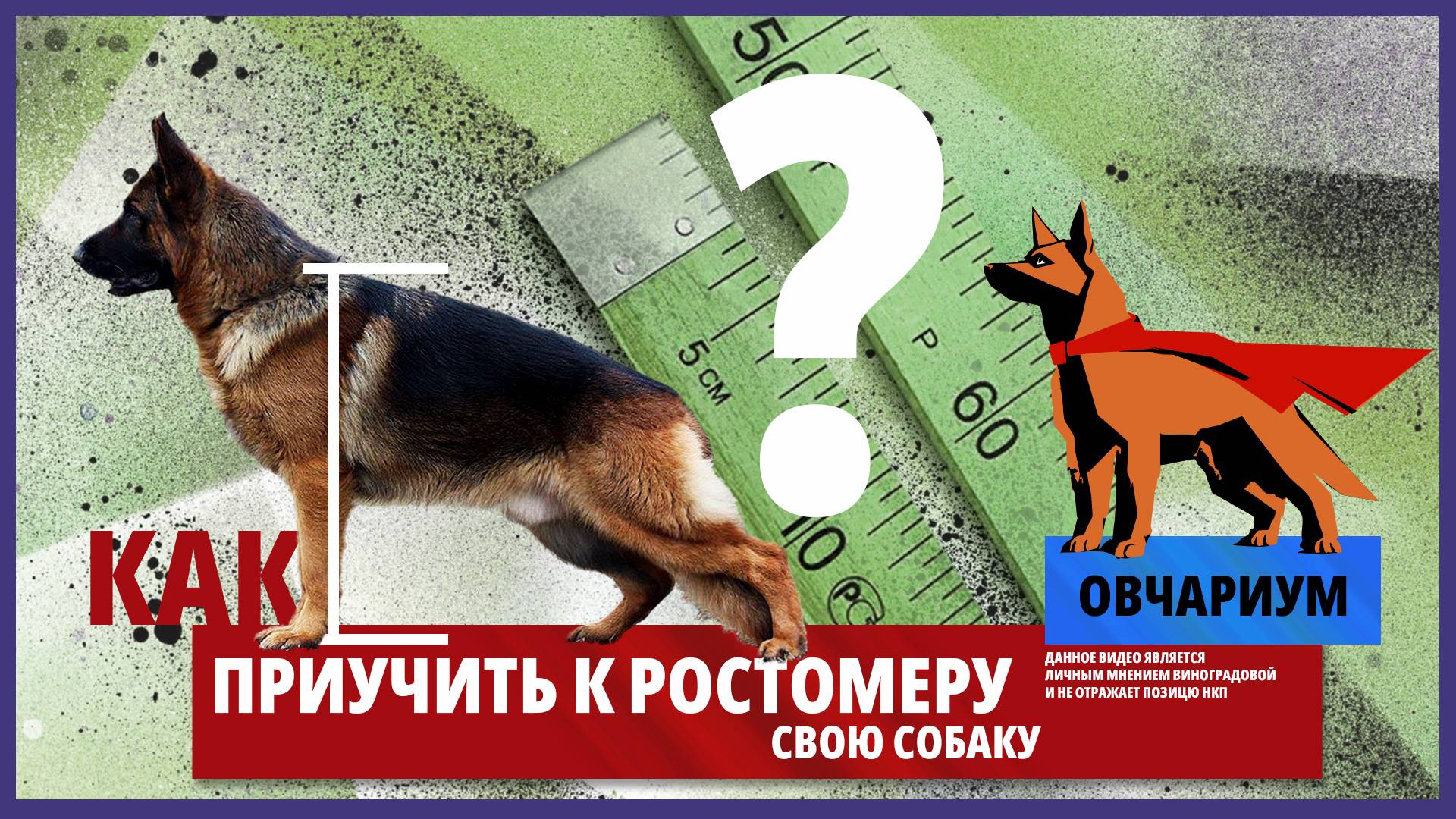 Как приучить щенка к ростомеру. Овчариум #1. Подготовка к выставкам, обучение собак.