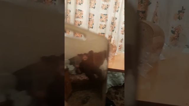 Хипиш руский и азербайжан смотреть онлайн