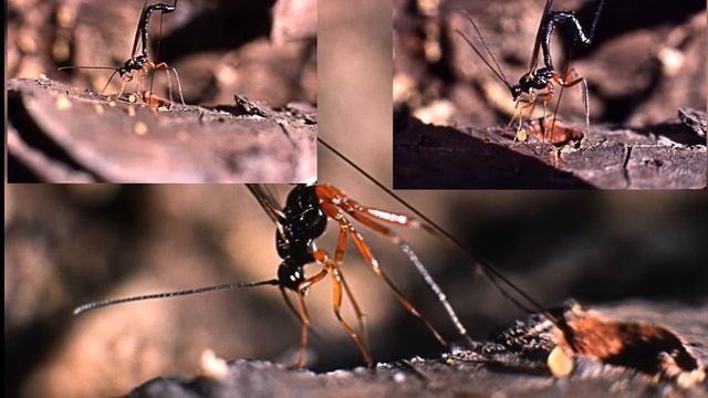 Rhyssa persuasoria laying eggs, sabre wasp, stor sabelhveps, snyltehveps смотреть онлайн