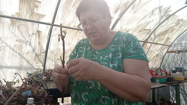 Укореняю гортензии.