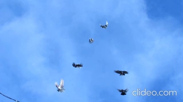 И сегодня летят смотреть онлайн