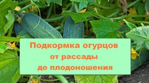 Подкормка огурцов от рассады до плодоношения