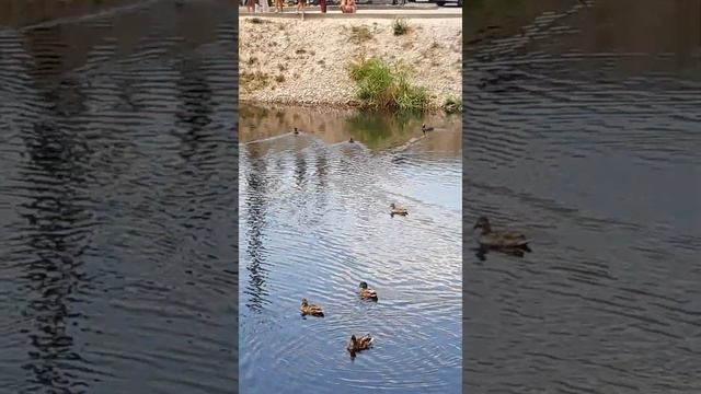 ХОТИМ УТОК КОРМИМ ИЛИ ГОЛУБЕЙ , РЯДОМ С ДОМОМ ТАКАЯ КРАСОТА. смотреть онлайн