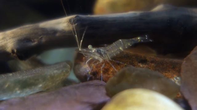 Common prawn feeding смотреть онлайн