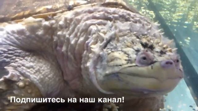 декор стройка дизайн смотреть онлайн