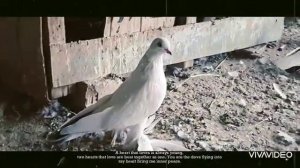 Душанбинские голуби для продажи