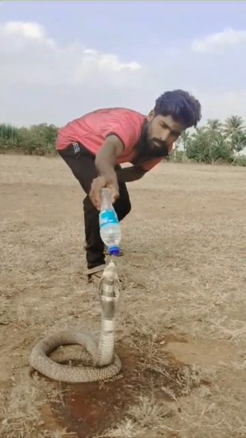 देख लीजिए यही है पानी वाला साँप।Checkered keelback water snake non-venomous#shorts#youtubeshorts смотреть онлайн