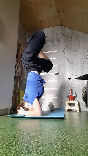 моя кошка 🤣🤣🤣 смотреть онлайн