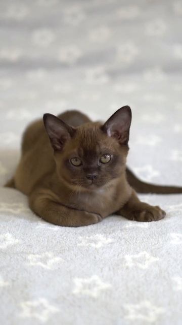 Соболь серый ошейник мальчик Умы #cat #catlover #cutecat #kitten #cute #animals #coffee