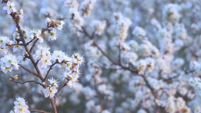 Новость 365 смотреть онлайн