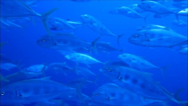 Дайвинг в Шарме смотреть онлайн