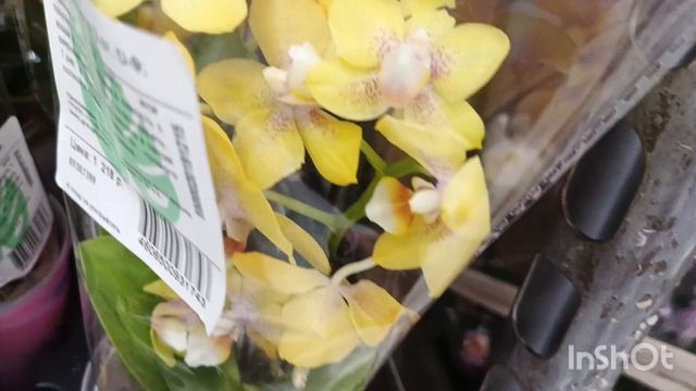 Орхидеи со скидкой в т.ц.Лемано/14.03.25/ смотреть онлайн