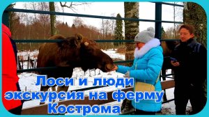 Удивительный мир животных Лоси  Кострома Сумароково