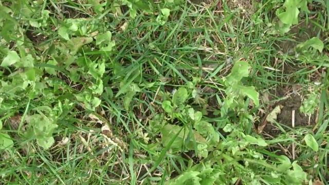 Essaimages massifs Lasius sp N&J смотреть онлайн