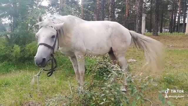 Облак на прогулке#лошади моя любовь смотреть онлайн