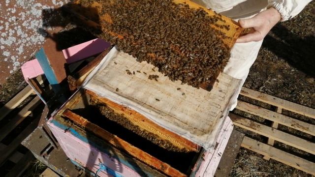 Первый мартовский осмотр пчёл после зимовки смотреть онлайн