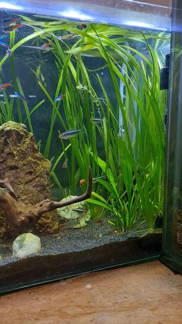 Neon tetra смотреть онлайн