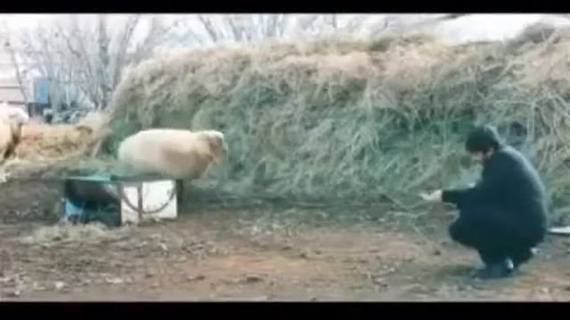 Побег из аула смотреть онлайн