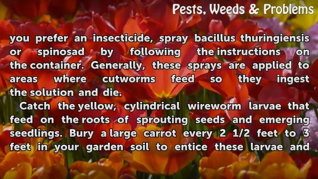 How to Kill Bugs in Your Garden Soil смотреть онлайн