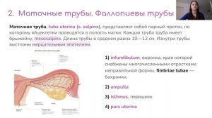 Анатомия женской репродуктивной системы
