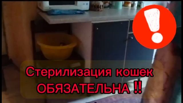 «Некоторые хвостики переехали в новый дом. Сбор на строительство вольеров» смотреть онлайн