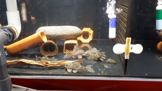 L333 Pleco breeding tank смотреть онлайн