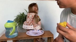 Baby monkey Lyly excitedly boiled and ate sweet potatoes with her mother!