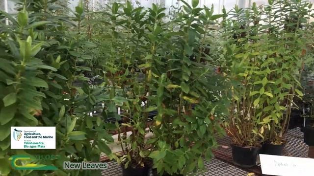 Hebe Speciosa for Cut Foliage смотреть онлайн