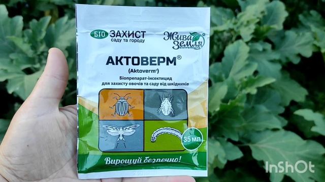 Після цієї обробки 🪲шкідників🪰не буде!Цвіт не опаде,плоди не псуються!Обробка БАКЛАЖАНІВ,ТОМАТІВ... смотреть онлайн