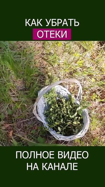 БРУСНИЧНИК — СЕКРЕТ ЗДОРОВЬЯ ПОЧЕК! #shotrs #брусника #лекарственныетравы смотреть онлайн