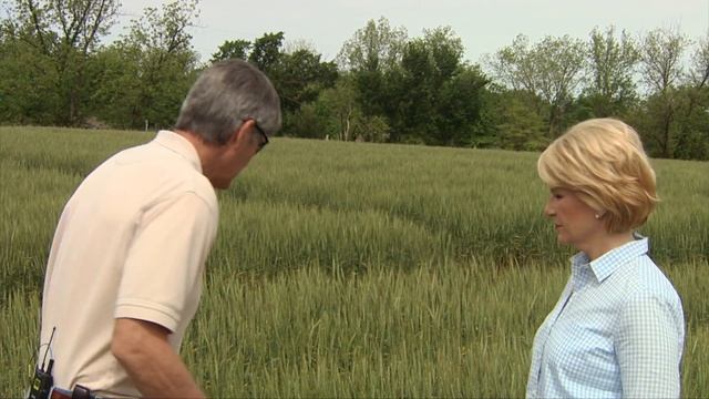 Wheat Disease Update (4/30/16)
