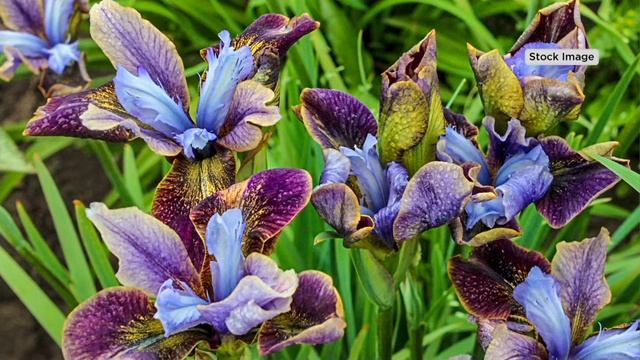 Barbara King 2-Piece Siberian Iris Black Joker Live Plants on QVC смотреть онлайн