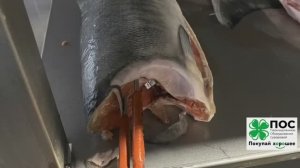 Дефростер (камера дефростации) ПОС для рыбы, мяса, птицы (курицы), масла, соков и пр. Разморозка.