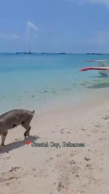 Самолет для путешествий! смотреть онлайн