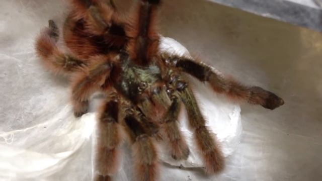 Avicularia Versicolor MOM #2 смотреть онлайн