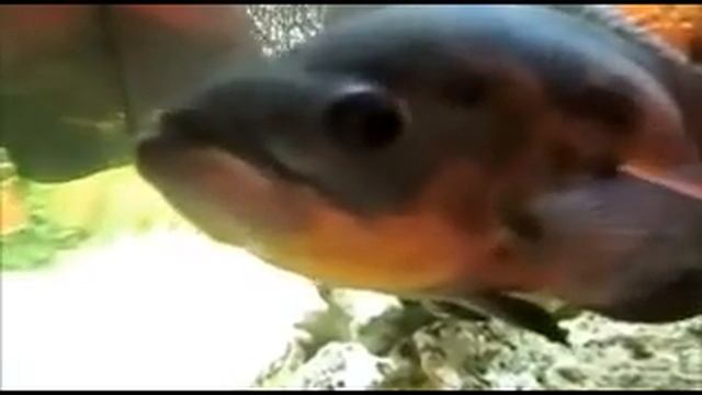 Рыбки в аквариуме