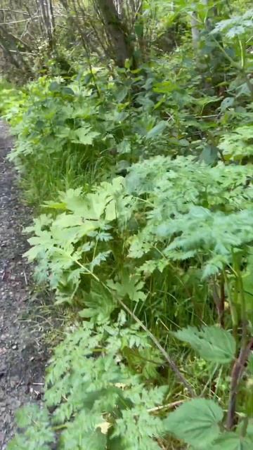 Forget Me Nots and Poison Hemlock growing beneath the Alders and Willows. смотреть онлайн