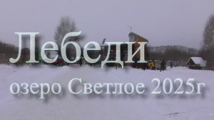 Лебеди, озеро "Светлое" 2025г