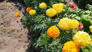 Эти цветы радуют все лето. Цинния.Бархатцы.