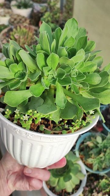 Эониум Гоблин смотреть онлайн