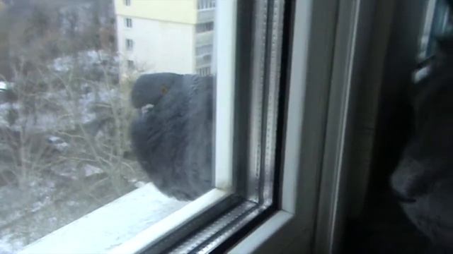 Кот и голубь смотреть онлайн