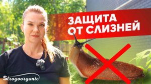 Совет, который защитил фасоль от слизней / Ученицы Strogoorganic