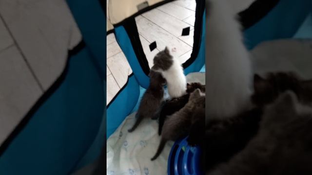 Котята от домашней кошки в добрые руки #kitty #kittens #котята смотреть онлайн