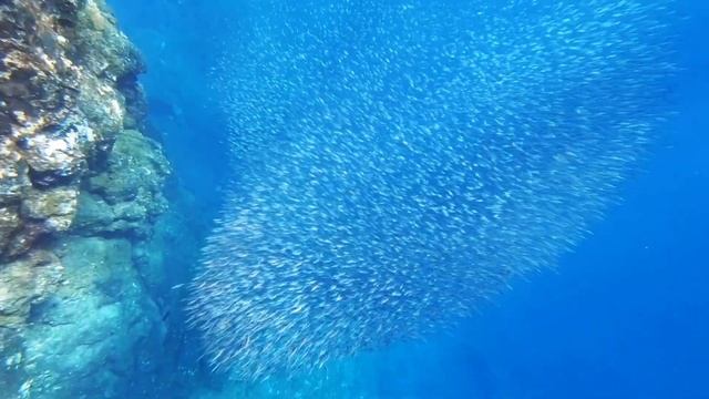 Freediving El Hierro Swarm of Snipefish смотреть онлайн