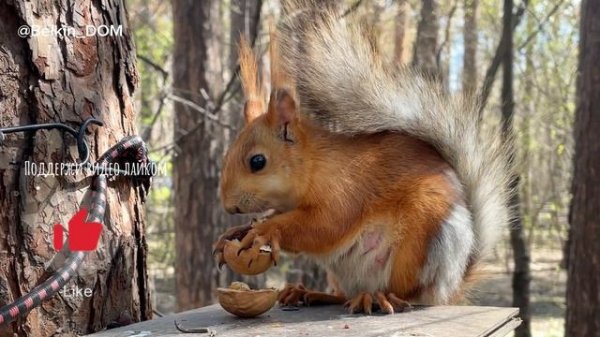 Белка там живет ручная, да затейница какая!🐿️ВИДЕО ДЛЯ ПОДНЯТИЯ НАСТРОЕНИЯ💝