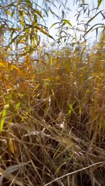 Сестрорецк #motokurort обучение с 0. Права не нужны. Звони смотреть онлайн