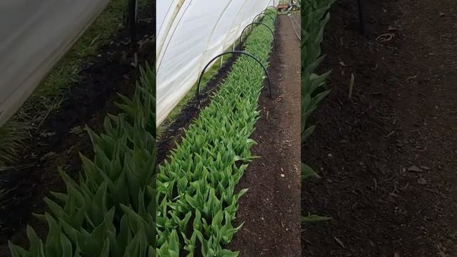 Update On Our No Till Tulips #Shorts смотреть онлайн