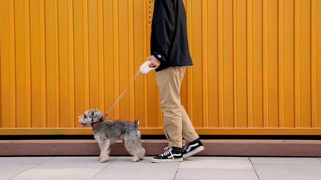 PETKIT GO SHINE смотреть онлайн