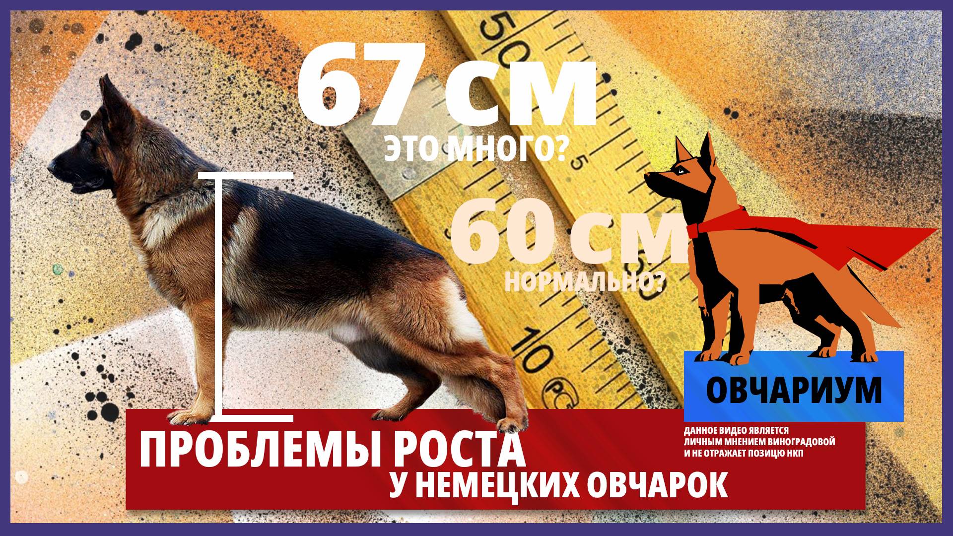 Проблемы роста у немецких овчарок. Овчариум #1. Слишком большой или еще норм? Как понять?